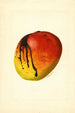 Mangifera indica Mulgoba - James Marion Shull — Ansicht des Kunstwerks