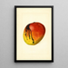 Mangifera indica Mulgoba - James Marion Shull — gerahmtes Bild an der Wand