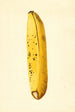 Musa - James Marion Shull — Ansicht des Kunstwerks
