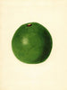 Persea Winslowson - James Marion Shull — Ansicht des Kunstwerks