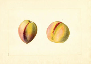 James Marion Shull - Prunus persica Early Crawford.webp