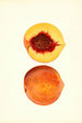 Prunus persica Shipper - James Marion Shull — Ansicht des Kunstwerks