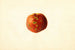 Prunus persica Sutler Cling - James Marion Shull — Ansicht des Kunstwerks