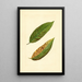 Prunus persica Triumph - James Marion Shull — gerahmtes Bild an der Wand