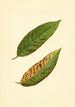 Prunus persica Triumph - James Marion Shull — Ansicht des Kunstwerks