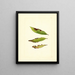 Prunus persica - James Marion Shull — gerahmtes Bild an der Wand