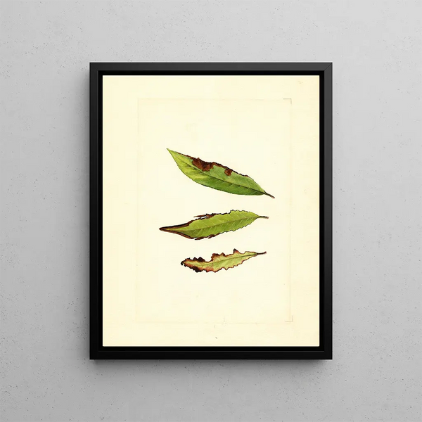 James Marion Shull - Prunus persica.webp