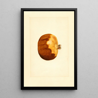 James Marion Shull - Punica granatum.webp