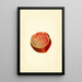 Punica granatum Wonderful - James Marion Shull — gerahmtes Bild an der Wand
