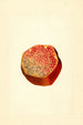 Punica granatum Wonderful - James Marion Shull — Ansicht des Kunstwerks