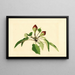 Pyrus communis - James Marion Shull — gerahmtes Bild an der Wand
