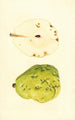 Pyrus communis Anjou - James Marion Shull — Ansicht des Kunstwerks