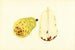Pyrus communis Bartlett - James Marion Shull — Ansicht des Kunstwerks