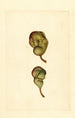 Pyrus communis Seckel - James Marion Shull — Ansicht des Kunstwerks