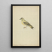 einer Zaunammer - James Sowerby — gerahmtes Bild an der Wand
