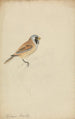 Mésange à longue queue - James Sowerby — Ansicht des Kunstwerks