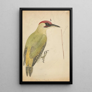 James Sowerby - European Green Woodpecker.webp