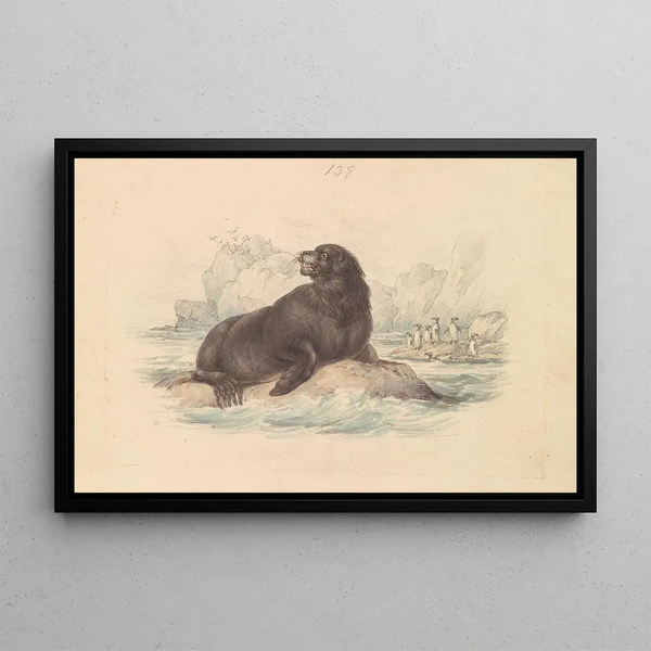 James Stewart - South American Sea Lion.webp