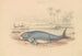Le Dugong - James Stewart — Ansicht des Kunstwerks