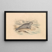 Le Phoque annelé - James Stewart — gerahmtes Bild an der Wand