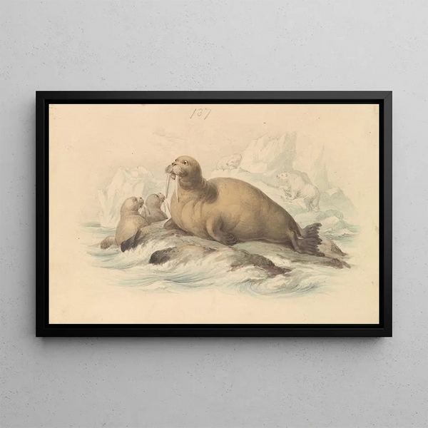 James Stewart - Walruses.webp