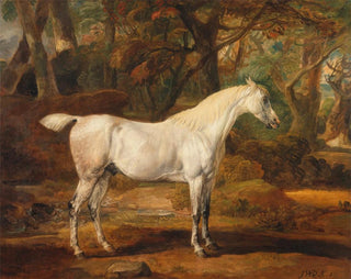 James Ward - Grey Arabian stallion the property of Sir Watkin WilliamsWynn.webp