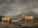 Schafe Ryelands, der Widder des Königs, die Mutterschaf des Königs und der Widder von Lord Somerville - James Ward — Ansicht des Kunstwerks