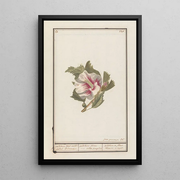 Jan Anton Garemyn - Hibiscus Hibiscus syriacus.webp