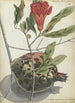 Granatapfel und Blume - Jan Brandes — Ansicht des Kunstwerks