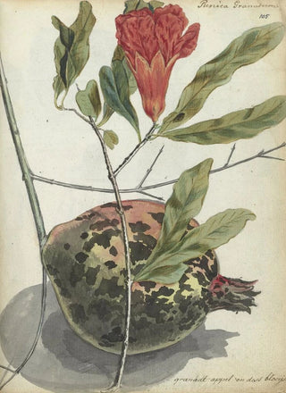 Jan Brandes - Granaatappel en bloesem.webp