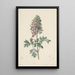 Corydale bulbeuse en fleur - Jan Jacob Goteling Vinnis — gerahmtes Bild an der Wand