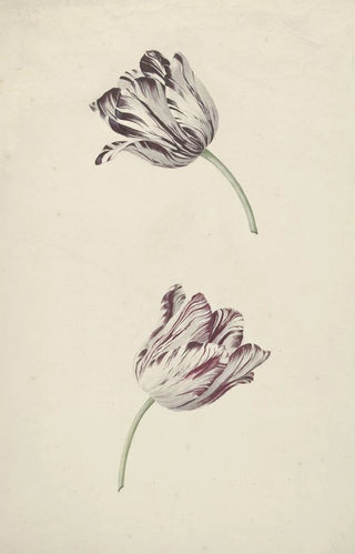 Jan Jansz van der Vinne - Twee witrode tulpen.webp