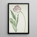 Tulpe Großkönig von Frankreich - Jan Laurensz van der Vinne — gerahmtes Bild an der Wand