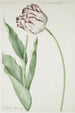 Tulpe Großkönig von Frankreich - Jan Laurensz van der Vinne — Ansicht des Kunstwerks