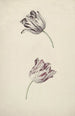 Zwei rote und weiße Tulpen - Jan Laurensz van der Vinne — Ansicht des Kunstwerks
