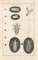 Le livre de la nature ou L'histoire des insectes Pl01 - Jan Swammerdam — Ansicht des Kunstwerks