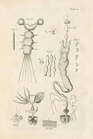 Jan Swammerdam - The book of nature or The history of insects Pl02.webp