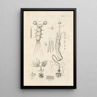 Jan Swammerdam - The book of nature or The history of insects Pl02.webp