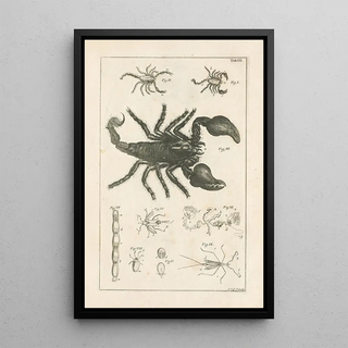 Jan Swammerdam - The book of nature or The history of insects Pl03.webp