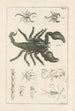 Der Naturführer oder L'histoire des insectes Pl03 - Jan Swammerdam — Ansicht des Kunstwerks