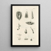 Le livre de la nature ou L'histoire des insectes Pl07 - Jan Swammerdam — gerahmtes Bild an der Wand