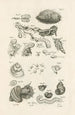 Le livre de la nature ou L'histoire des insectes Pl09 - Jan Swammerdam — Ansicht des Kunstwerks