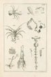 Le livre de la nature ou L'histoire des insectes Pl11 - Jan Swammerdam — Ansicht des Kunstwerks