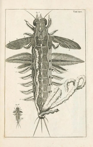 Jan Swammerdam - The book of nature or The history of insects Pl14.webp