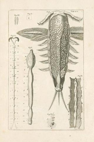 Jan Swammerdam - The book of nature or The history of insects Pl15.webp