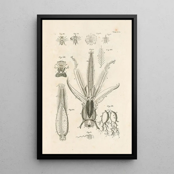 Jan Swammerdam - The book of nature or The history of insects Pl17.webp