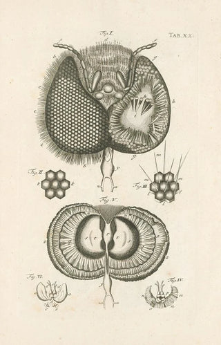 Jan Swammerdam - The book of nature or The history of insects Pl20.webp