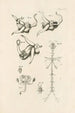 Le livre de la nature ou L'histoire des insectes Pl22 - Jan Swammerdam — Ansicht des Kunstwerks