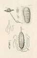 Le livre de la nature ou L'histoire des insectes Pl24 - Jan Swammerdam — Ansicht des Kunstwerks