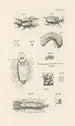 Le livre de la nature ou L'histoire des insectes Pl27 - Jan Swammerdam — Ansicht des Kunstwerks